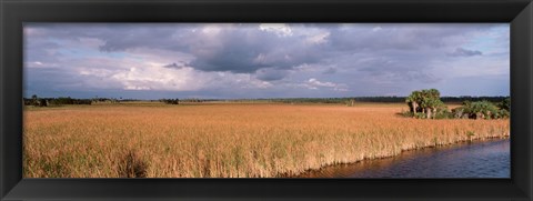 Framed USA, Florida, Big Cypress National Preserve along Tamiami Trail Everglades National Park Print