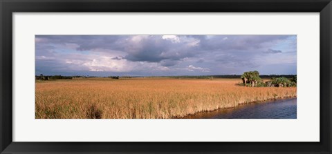 Framed USA, Florida, Big Cypress National Preserve along Tamiami Trail Everglades National Park Print