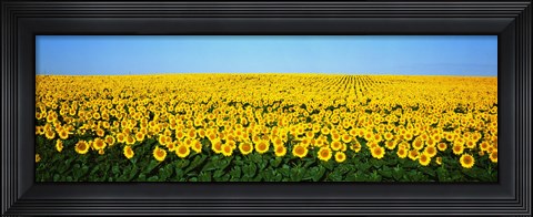 Framed Sunflower Field, North Dakota, USA Print