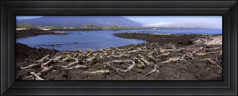 Framed Marine iguanas (Amblyrhynchus cristatus) at a coast, Fernandina Island, Galapagos Islands, Ecuador Print