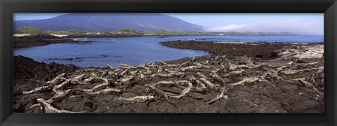 Framed Marine iguanas (Amblyrhynchus cristatus) at a coast, Fernandina Island, Galapagos Islands, Ecuador Print