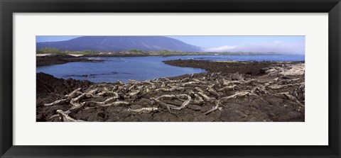 Framed Marine iguanas (Amblyrhynchus cristatus) at a coast, Fernandina Island, Galapagos Islands, Ecuador Print