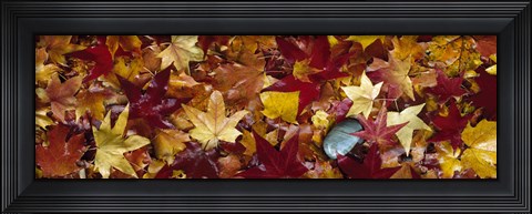 Framed Maple leaves Print