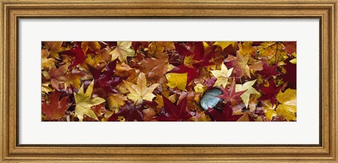Framed Maple leaves Print