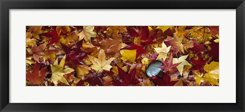 Framed Maple leaves Print