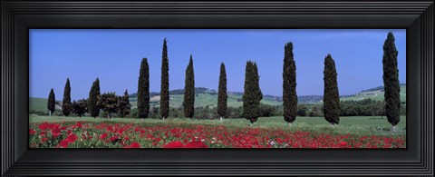 Framed Field Of Poppies And Cypresses In A Row, Tuscany, Italy Print