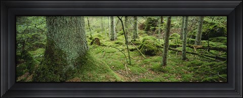 Framed Close-up of moss on a tree trunk in the forest, Siggeboda, Smaland, Sweden Print