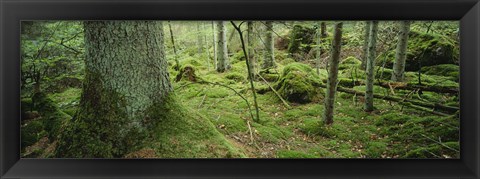 Framed Close-up of moss on a tree trunk in the forest, Siggeboda, Smaland, Sweden Print