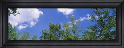 Framed Low angle view of trees Print