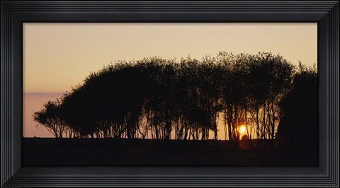 Framed Silhouette of trees, California, USA Print