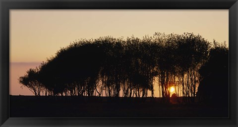 Framed Silhouette of trees, California, USA Print