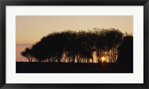 Framed Silhouette of trees, California, USA Print