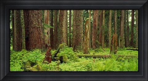 Framed Forest floor Olympic National Park WA USA Print