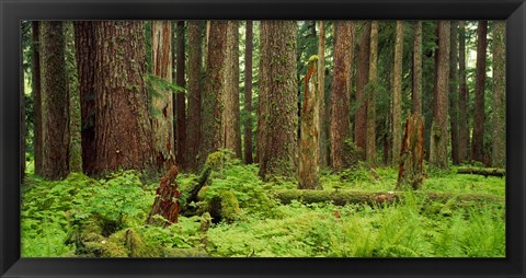 Framed Forest floor Olympic National Park WA USA Print