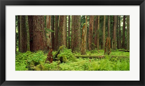 Framed Forest floor Olympic National Park WA USA Print