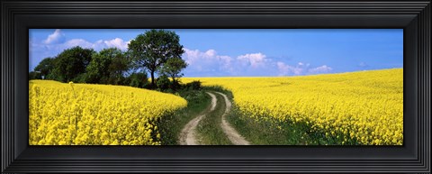 Framed Canola, Farm, Yellow Flowers, Germany Print