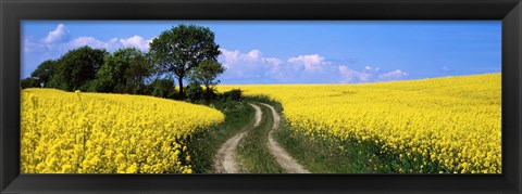 Framed Canola, Farm, Yellow Flowers, Germany Print