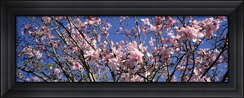 Framed Magnolias, Golden Gate Park, San Francisco, California, USA Print