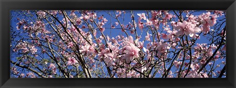 Framed Magnolias, Golden Gate Park, San Francisco, California, USA Print