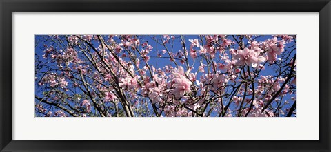 Framed Magnolias, Golden Gate Park, San Francisco, California, USA Print