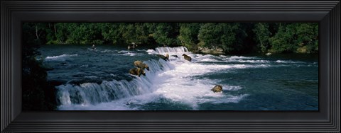 Framed Bears fish Brooks Fall Katmai AK Print