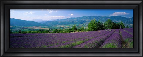 Framed Lavender Fields, La Drome Provence, France Print