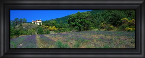 Framed Lavender Field La Drome Provence France Print