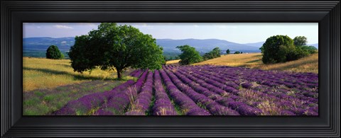 Framed Flowers In Field, Lavender Field, La Drome Provence, France Print