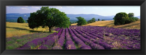 Framed Flowers In Field, Lavender Field, La Drome Provence, France Print