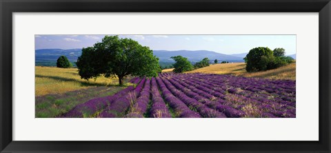 Framed Flowers In Field, Lavender Field, La Drome Provence, France Print