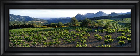 Framed Vineyard Dentelles de Montmirail Vaucluse Provence France Print