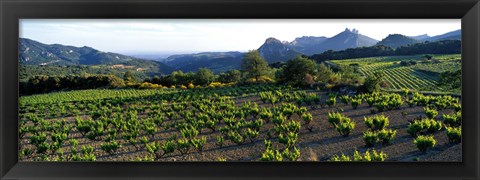 Framed Vineyard Dentelles de Montmirail Vaucluse Provence France Print