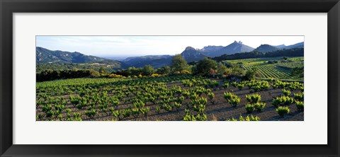Framed Vineyard Dentelles de Montmirail Vaucluse Provence France Print