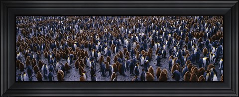 Framed King Penguin Colony Salisbury Plain South Georgia Sub-Antartic Print