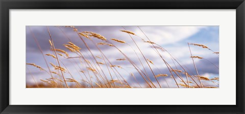 Framed Wheat Stalks Blowing, Crops, Field, Open Space Print