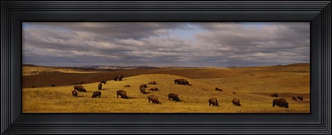 Framed High angle view of buffaloes grazing on a landscape, North Dakota, USA Print