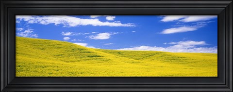 Framed Canola Fields, Washington State, USA Print