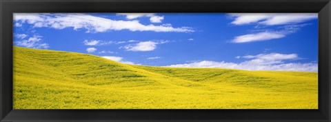 Framed Canola Fields, Washington State, USA Print