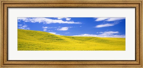 Framed Canola Fields, Washington State, USA Print