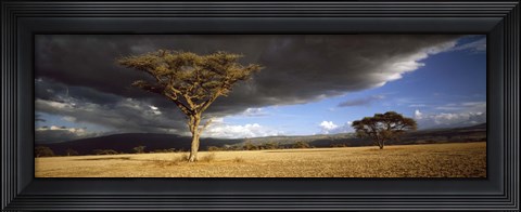 Framed Tree w\storm clouds Tanzania Print