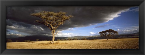 Framed Tree w\storm clouds Tanzania Print