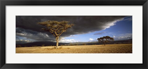 Framed Tree w\storm clouds Tanzania Print