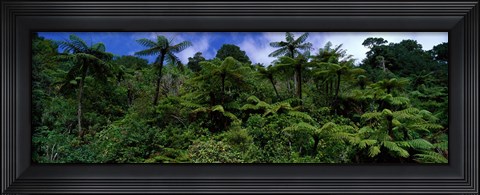 Framed Rain forest Paparoa National Park S Island New Zealand Print