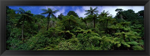 Framed Rain forest Paparoa National Park S Island New Zealand Print