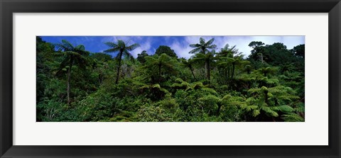 Framed Rain forest Paparoa National Park S Island New Zealand Print