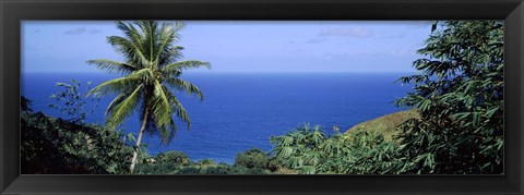 Framed Palm trees on the coast, Tobago, Trinidad And Tobago Print