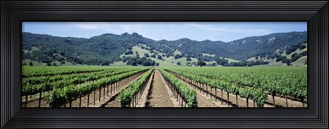 Framed Rows of vine in a vineyard, Hopland, California Print