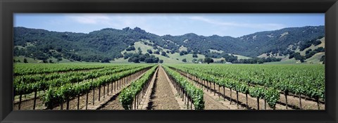 Framed Rows of vine in a vineyard, Hopland, California Print