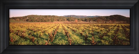 Framed Vineyard in Hopland, California Print