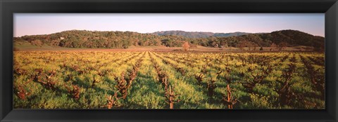 Framed Vineyard in Hopland, California Print